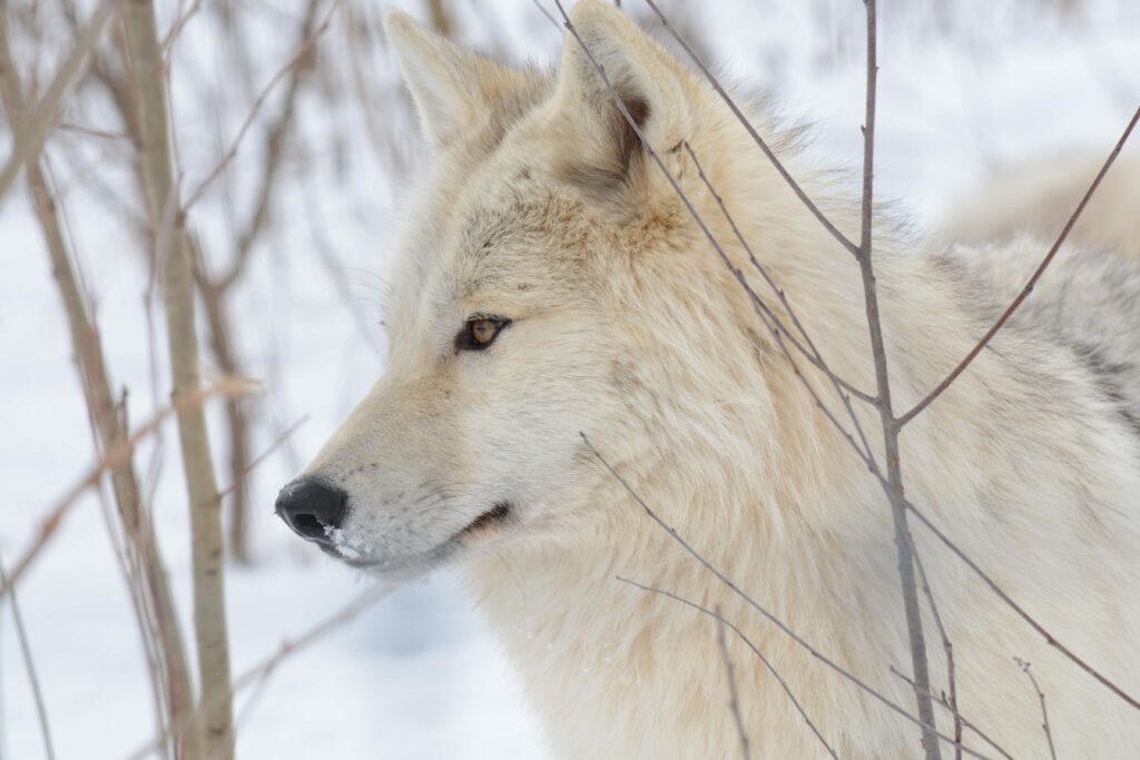 Wolf Sanctuary of PA