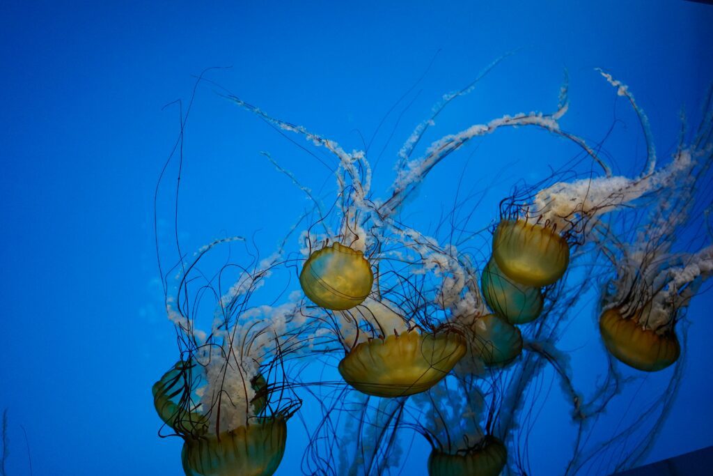 The National Aquarium in Baltimore, MD