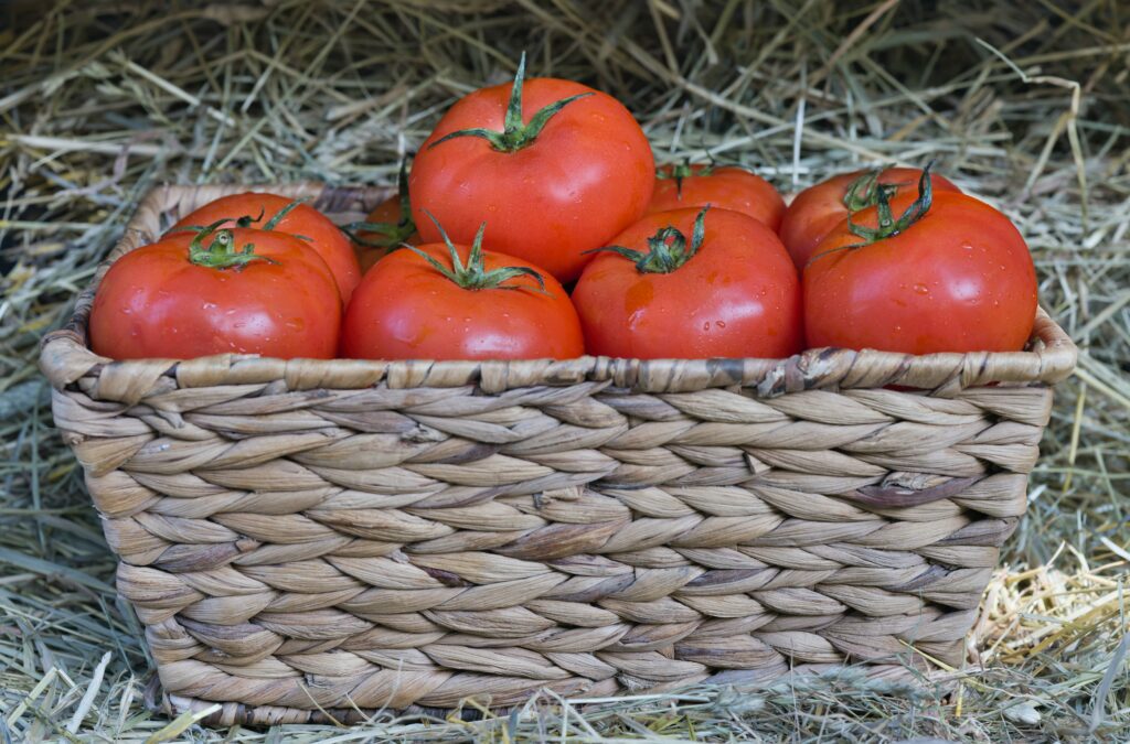 A basket full of fresh tomatoes harvested by an Amish person for market in Amish Country, PA